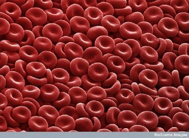 Red Blood Cells